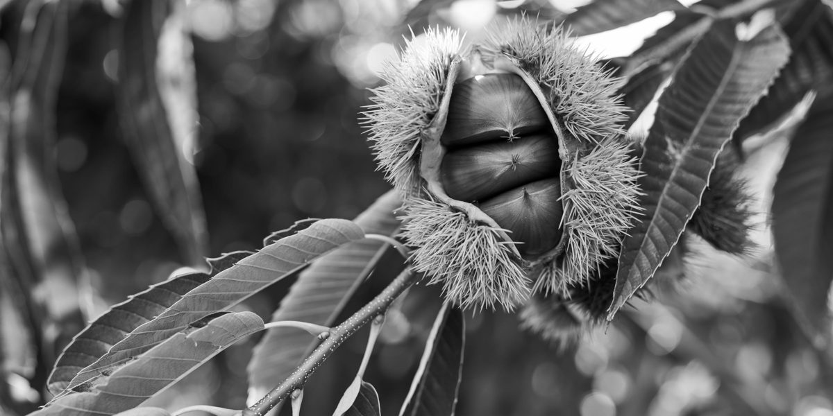 小布施堂　栗あんの材料となる栗