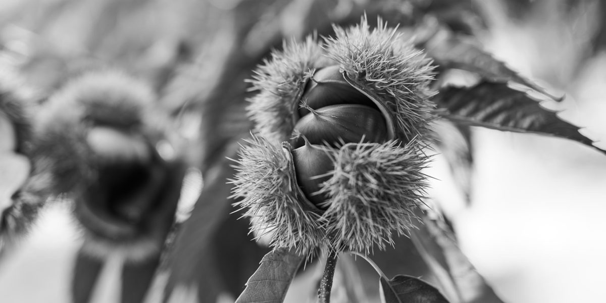 小布施堂　栗あんの材料となる栗